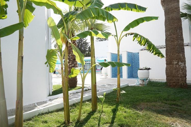 Casa Aria Hotel Gumbet Bagian luar foto